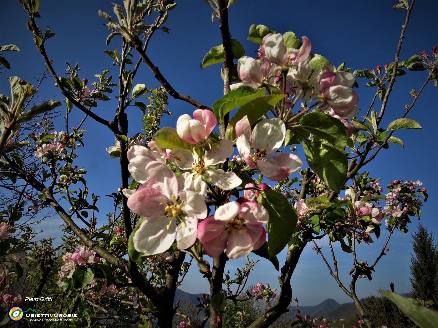 09 Esplosione di fiori sul melo.JPG